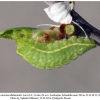 satyrium acaciae abdominalis shamkir larva4a